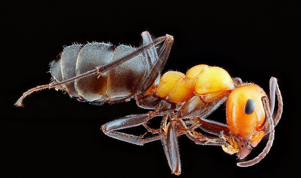 Ant Control service in South San Francisco, CA