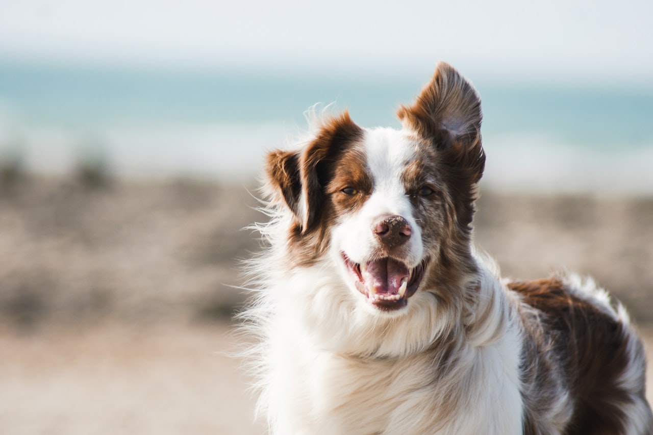 Flea & Tick Control service in South San Francisco, CA
