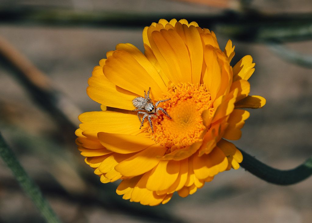 Spider Control service in South San Francisco, CA